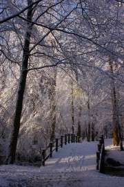 besneeuwde bomen tuin paleis soestdijk