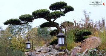 bonsai boom efteling