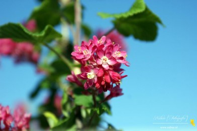 lente-bloesem-passewaaij