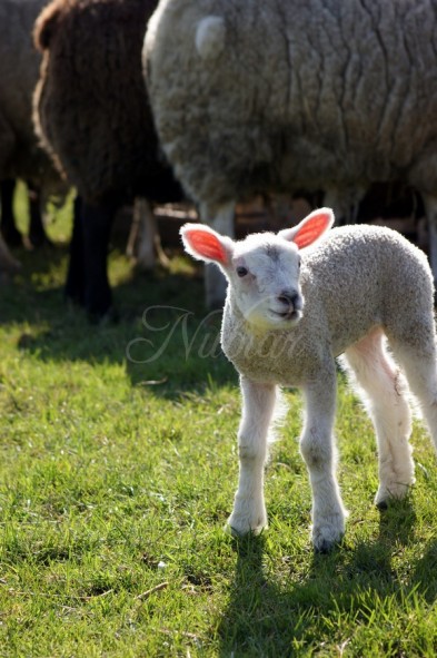 schaap lam lente