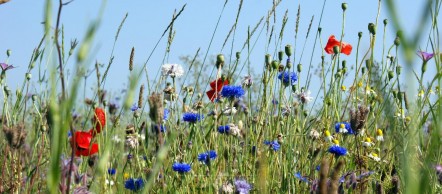 veldbloemen texel