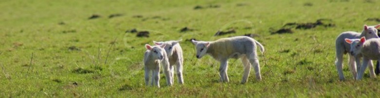 lente lammetjes dieren