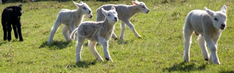 zwarte schaap lente betuwe