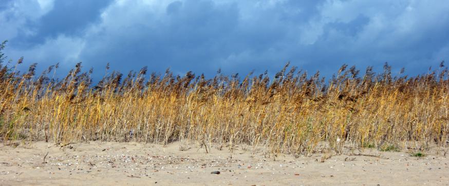 Strand bij ophemert